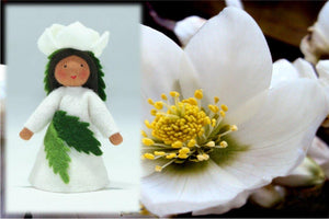 Christmas Rose Fairy | Waldorf Doll Shop | Eco Flower Fairies | Handmade by Ambrosius