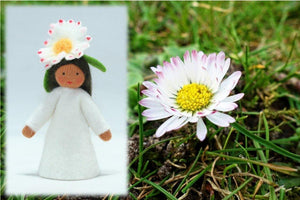 Common Daisy Fairy | Waldorf Doll Shop | Eco Flower Fairies | Handmade by Ambrosius