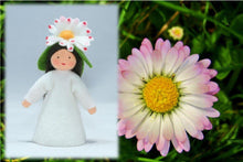 Common Daisy Fairy | Waldorf Doll Shop | Eco Flower Fairies | Handmade by Ambrosius