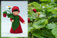 Wild Strawberry Prince | Waldorf Doll Shop | Eco Flower Fairies | Handmade by Ambrosius