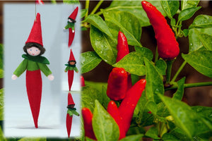 Chili Pepper Kid | Waldorf Doll Shop | Eco Flower Fairies | Handmade by Ambrosius